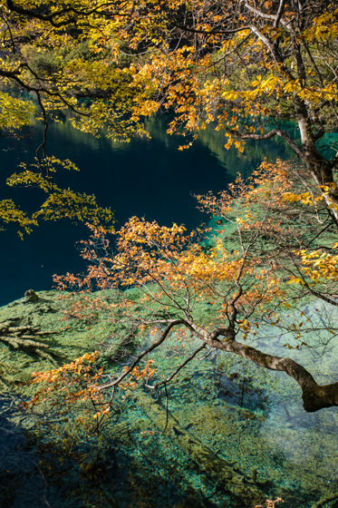 banyan-tree-destination-560h