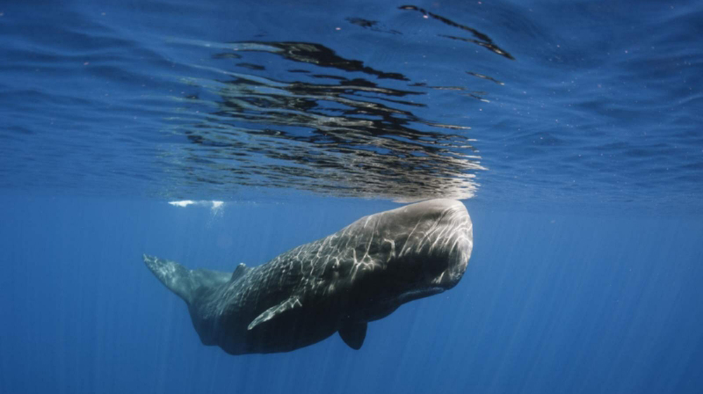 sperm-whale-1000