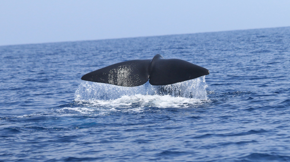 sperm-whale-tail-1-1000