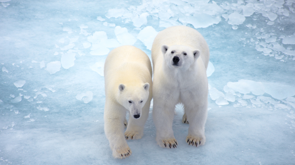 Leopold island image credit Servane Roy Berton