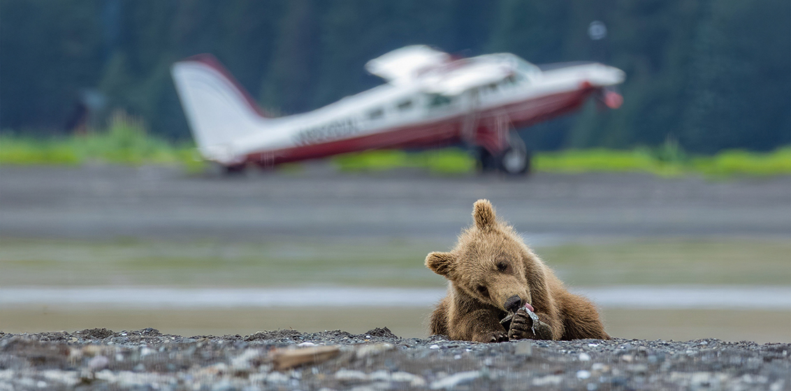 Bear cub and airplane