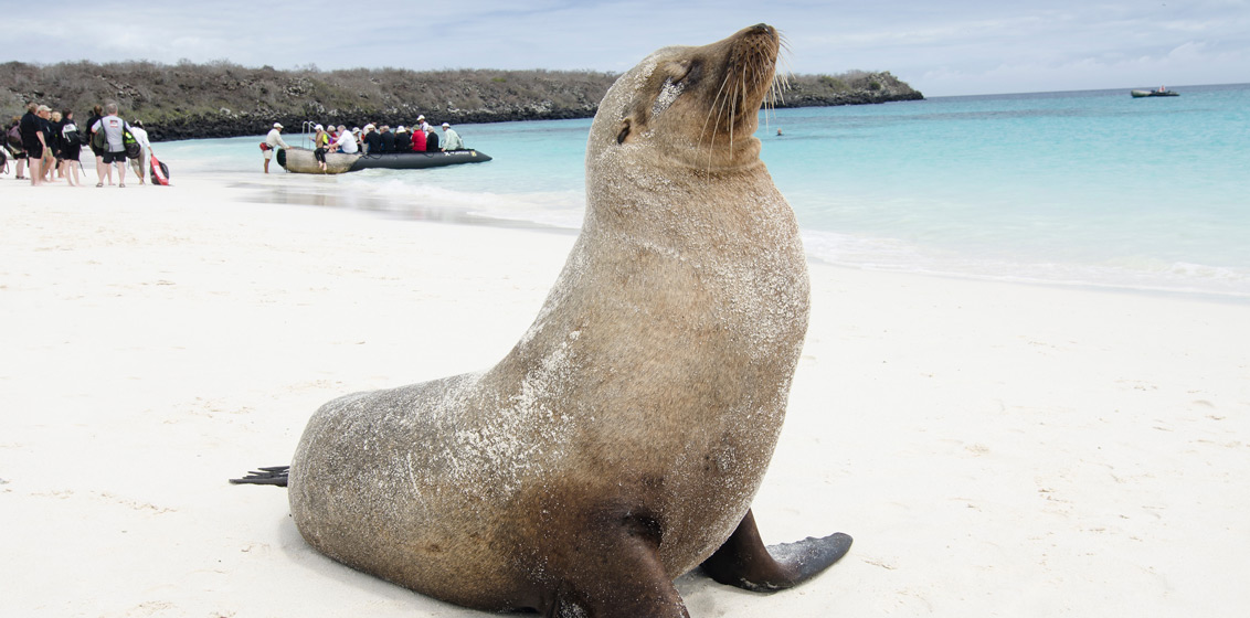 Signature expedition cruising